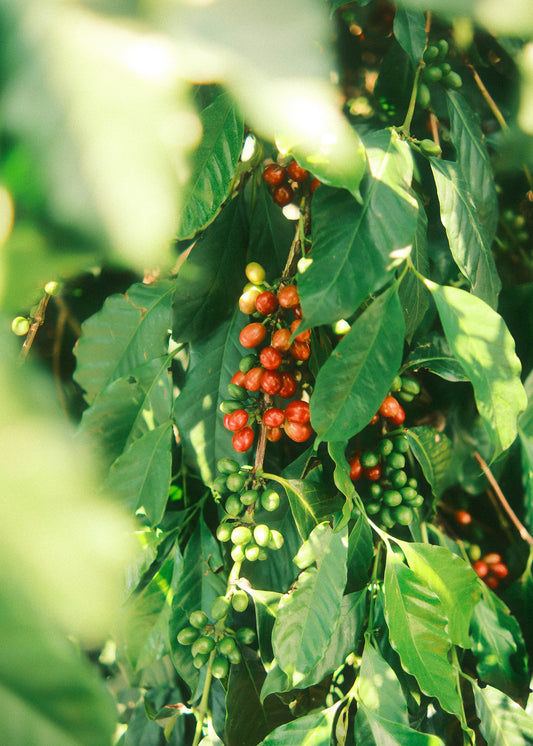 Coffee Class - From Bean To Cup (Coming soon)